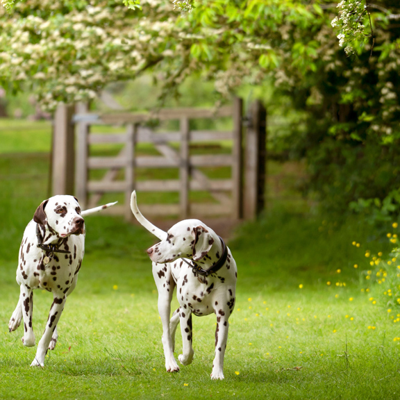 Two dogs walking together at Prestonfield House in Edinburgh