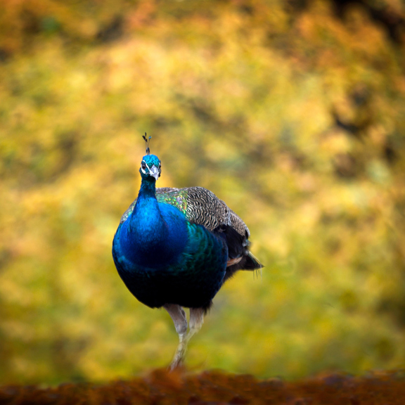 Peacock on Prestonfield grounds