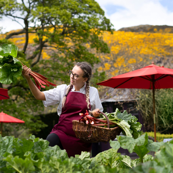 Rhubarb Picking